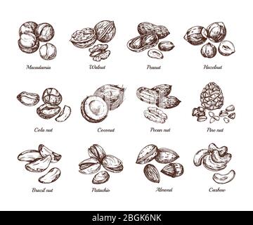 Écrous et semences à main. Ensemble vectoriel isolé pour cacahuètes, noisettes et noix de cajou. Illustration de noix végétariennes, amande saine et pistache Illustration de Vecteur