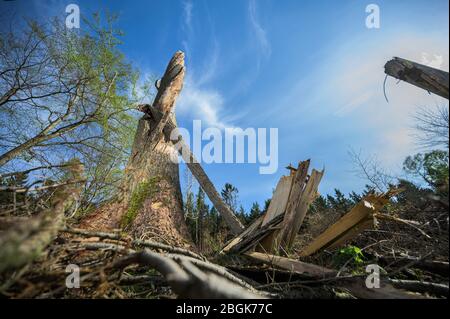 Wehrheim, Allemagne. 16 avril 2020. Un squall a complètement tordu et renversé une épinette. Les forêts de Hesse ont été gravement touchées par la tempête, la sécheresse et les ravageurs. En conséquence, il y a un surapprovisionnement en bois et le prix de cette matière première a fortement chuté. (Pour dpa 'Clear-découpage dans la région de Taunus est de ralentir les scarabéess') crédit: Andreas Arnold/dpa/Alay Live News Banque D'Images