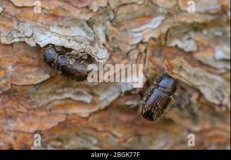 Wehrheim, Allemagne. 16 avril 2020. Deux scarabées d'épinette, une espèce de scarabée de la sous-famille des scarabées, s'assoient sur l'écorce d'un arbre d'épinette. Les forêts de Hesse ont été gravement touchées par les tempêtes, la sécheresse et les ravageurs. En conséquence, il y a un surapprovisionnement en bois et le prix de cette matière première a fortement chuté. Crédit: Andreas Arnold/dpa/Alay Live News Banque D'Images