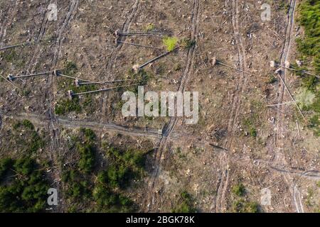 Wehrheim, Allemagne. 16 avril 2020. Les arbres se trouvent sur une forêt endommagée par la tempête. La forêt a déjà largement éliminé la zone affectée. Les forêts de Hesse ont été gravement touchées par la tempête, la sécheresse et les ravageurs. En conséquence, il y a un surapprovisionnement en bois et le prix de cette matière première a fortement chuté. (Pour dpa 'Clear-découpage dans la région de Taunus est censé ralentir les scarabéess') crédit: Andreas Arnold/dpa/Alay Live News Banque D'Images