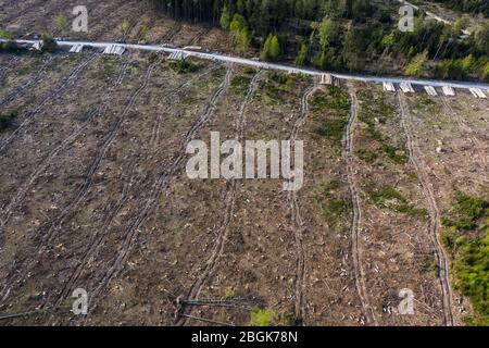 Wehrheim, Allemagne. 16 avril 2020. Les arbres se trouvent sur une forêt endommagée par la tempête. La forêt a déjà largement éliminé la zone affectée. Les forêts de Hesse ont été gravement touchées par la tempête, la sécheresse et les ravageurs. En conséquence, il y a un surapprovisionnement en bois et le prix de cette matière première a fortement chuté. (Pour dpa 'Clear-découpage dans la région de Taunus est censé ralentir les scarabéess') crédit: Andreas Arnold/dpa/Alay Live News Banque D'Images