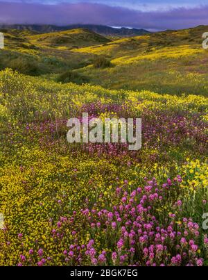 Dawn, Owls Clover, Monolopia, Caliente Range, monument national de la plaine Carrizo, comté de San Luis Obispo, Californie Banque D'Images