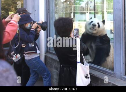 Les pandas du zoo de Beijing, qui redémarre après 59 jours de fermeture, profitent de l'interaction avec les touristes, Beijing, Chine, 23 mars 2020. Touristes qui wan Banque D'Images