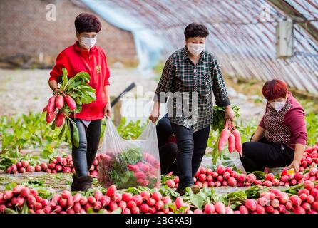 Les agriculteurs récoltent des carottes dans une ferme du district de Yuquan, ville de Hohhot, région autonome de la Mongolie intérieure de la Chine du nord, 3 mars 2020. *** Légende locale *** Banque D'Images