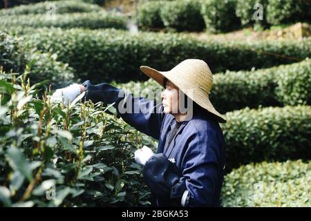 Les producteurs de thé récoltent le célèbre thé Longjing du lac Ouest, une variété de thé vert rôti à la poêle dans la région du village de Longjing, en cueillant avec la main dans le Banque D'Images