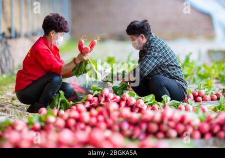 Les agriculteurs ont nettoyé les carottes récoltées dans une ferme du district de Yuquan, ville de Hohhot, région autonome de la Mongolie intérieure de la Chine du nord, 3 mars 2020. *** limite locale Banque D'Images