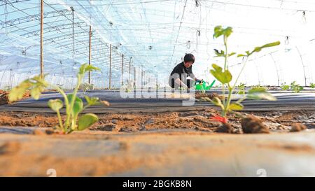 Les agriculteurs locaux travaillent dans les champs à mesure que Spring Come, comté de Luannan, ville de Tangshan, province de Hebei en Chine du nord, 4 mars 2020. *** Légende locale Banque D'Images