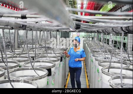 Le personnel de l'usine de filature Tianhong, une usine locale qui permet une reprise complète de la production, travaille sur une chaîne de production automatisée, comté de Suining, Xuzhh Banque D'Images