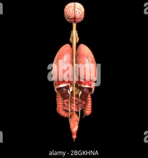 Anatomie des organes internes complets humains Banque D'Images