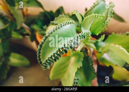 Mère de milliers de personnes, usine de chapeau mexicain (Kalanchoe pinnata) avec sprint. Banque D'Images