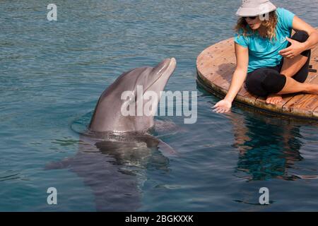 Grand dauphin approchant la femme au récif des dauphins en mer Rouge (Tursiops truncatus) Banque D'Images