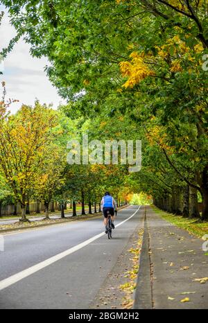 Un homme sur une pédale de vélo un vélo passant sur la ruelle d'automne préférant un mode de vie actif sain utilisant la randonnée à vélo et le cycle comme alternative env Banque D'Images