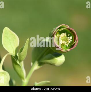 Stinkende Nieswurz, Helleborus foetidus ist eine wichtige Heilpflanze und eine Duftpflanze mit gruen, gelben Blueten und bluet im Winter. C'est un enfer qui sent Banque D'Images