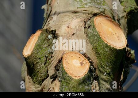 Tronc d'arbre taillé, branches sciées, Allemagne, Europe Banque D'Images