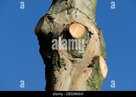 Tronc d'arbre taillé, branches sciées, Allemagne, Europe Banque D'Images