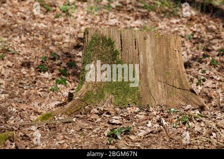 Tronc d'arbre taillé, branches sciées, Allemagne, Europe Banque D'Images