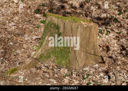 Tronc d'arbre taillé, branches sciées, Allemagne, Europe Banque D'Images