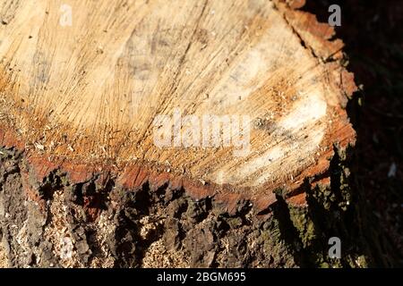 Tronc d'arbre taillé, branches sciées, Allemagne, Europe Banque D'Images