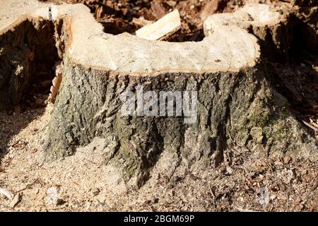 Tronc d'arbre taillé, branches sciées, Allemagne, Europe Banque D'Images