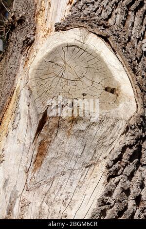 Tronc d'arbre taillé, branche hors de la scie, écorce d'arbre Banque D'Images