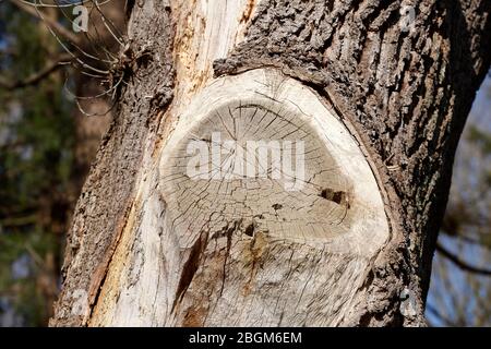 Tronc d'arbre taillé, branche hors de la scie, écorce d'arbre Banque D'Images