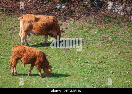 Photo de Cow and Young Bull sur le pâturage le jour du soleil Banque D'Images