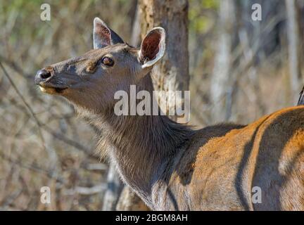 Cerf de Sambar dans le parc national de Pench, Madhya Pradesh, Inde Banque D'Images