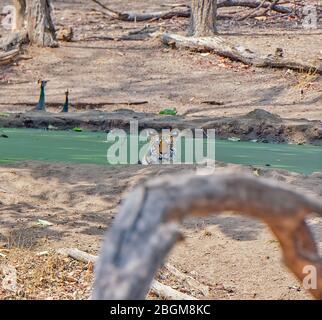 Un tigre reposant dans l'eau avec deux paons en arrière-plan au parc national de Pench, Madhya Pradesh, Inde Banque D'Images