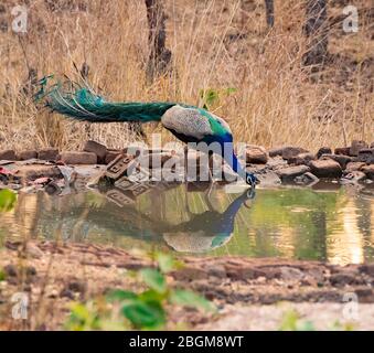 Une eau potable de Peacock indienne au parc national de Pench, Madhya Pradesh, Inde Banque D'Images