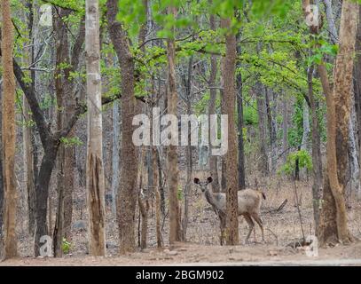 Un cerf de Sambar dans son habitat naturel au parc national de Pench, Madhya Pradesh, Inde Banque D'Images