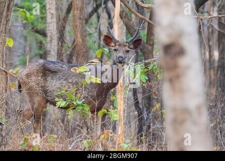 Une randonnée pédestre sur un dos de cerf de Sambar dans le parc national de Pench, Madhya Pradesh, Inde Banque D'Images