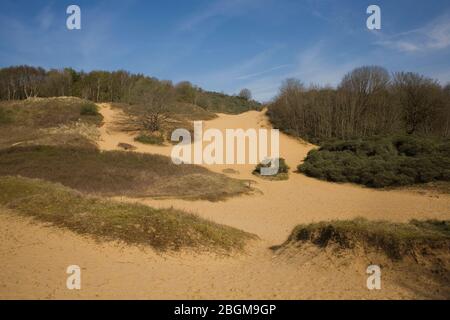 Dunes de sable partiellement couvertes d'herbe avec arbres à distance dans la réserve naturelle de Merthyr Mawr Banque D'Images
