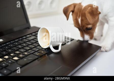 Café renversé par un chien sur le clavier de l'ordinateur portable. Dommages matériels de l'animal de compagnie Banque D'Images