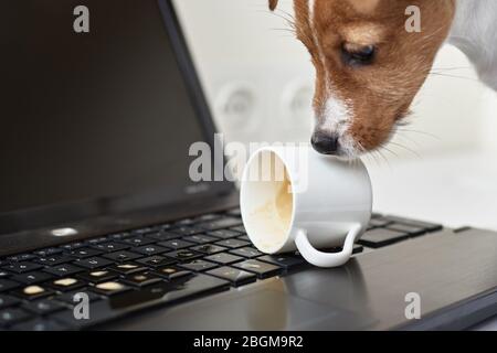 Café renversé par un chien sur le clavier de l'ordinateur portable. Dommages matériels de l'animal de compagnie Banque D'Images