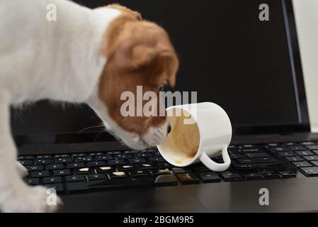 Café renversé par un chien sur le clavier de l'ordinateur portable. Dommages matériels de l'animal de compagnie Banque D'Images
