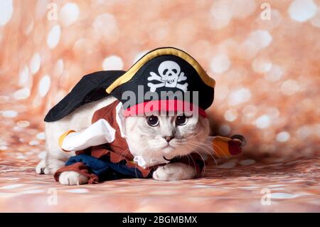 chat pirate Banque D'Images