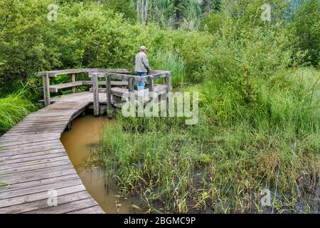 Randonneur, plantes humides, sentier de promenade de Skunk Cabbage, parc national du Mont-Revelstoke, montagnes Selkirk, région de West Kootenay, Colombie-Britannique Canada Banque D'Images