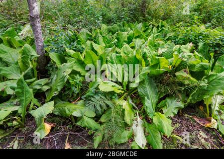 Chou de la mouette occidentale, sentier de la promenade de la mouette Cabbage, parc national du Mont-Revelstoke, région de West Kootenay, Colombie-Britannique, Canada Banque D'Images