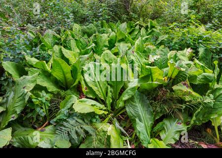 Chou de la mouette occidentale, sentier de la promenade de la mouette Cabbage, parc national du Mont-Revelstoke, région de West Kootenay, Colombie-Britannique, Canada Banque D'Images