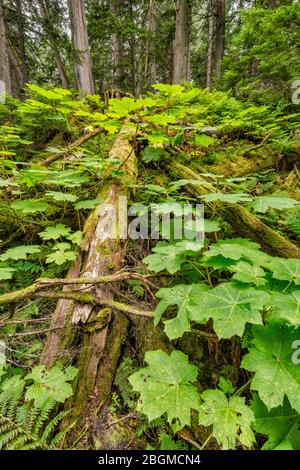 Bâton de marche des Devils, gros arbuste au sentier de la promenade des Cèdres géants, parc national du Mont-Revelstoke, région de West Kootenay, Colombie-Britannique, Canada Banque D'Images