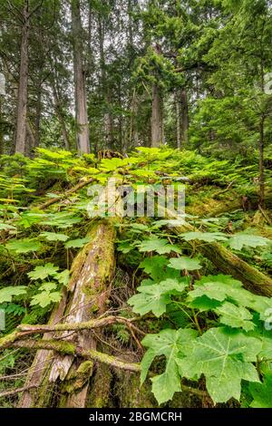 Bâton de marche des Devils, gros arbuste au sentier de la promenade des Cèdres géants, parc national du Mont-Revelstoke, région de West Kootenay, Colombie-Britannique, Canada Banque D'Images