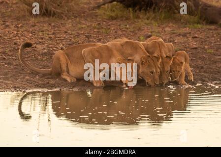 Trois lionesses boivent de l'étang avec cub Banque D'Images