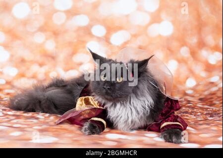 un chat princesse dans le fond d'or et robe rouge dans le corps Banque D'Images