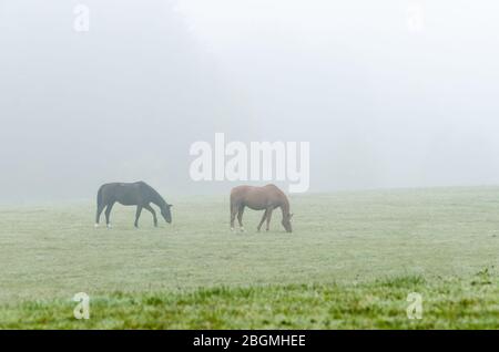 Deux chevaux domestiques (Equus ferus cavallus) sur un pâturage lors d'une journée de brume dans la campagne en Rhénanie-Palatinat, Allemagne, Europe occidentale Banque D'Images