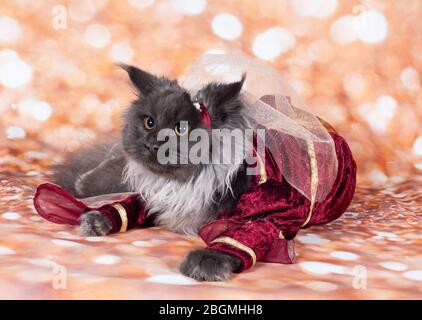 un chat princesse dans le fond d'or et robe rouge dans le corps Banque D'Images