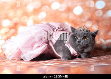 cat dans la robe de danse dans l'arrière-plan or et le stile heureux Banque D'Images