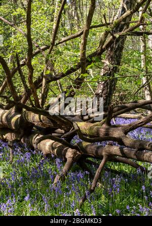 Arbre tombé au milieu de tapis de bleuets qui poussent dans la nature sur le plancher forestier à Whippendell Woods, Watford, Hertforshire Royaume-Uni. Banque D'Images
