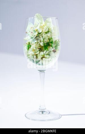 fleurs printanières abricots de cerise dans un verre à vin sur fond blanc, heure de printemps Banque D'Images