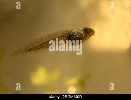 gros plan et détaillé tadpole coloré simple avec de minuscules pattes arrière , nettoyer l'arrière-plan pour l'espace de copie ou le texte superposition Banque D'Images