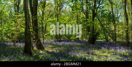 Panorama des cloches qui poussent dans la nature sur le plancher forestier de Whippendell Woods, Watford, Hertforshire Royaume-Uni. Banque D'Images